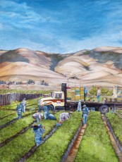 Strawberry Fields - Nipomo