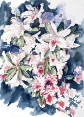 Rhodies in the Garden