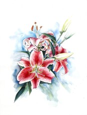 Stargazer
