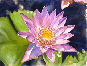 Water Lily