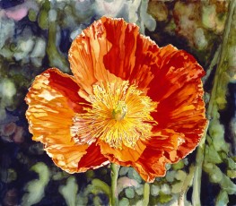 Orange Poppy